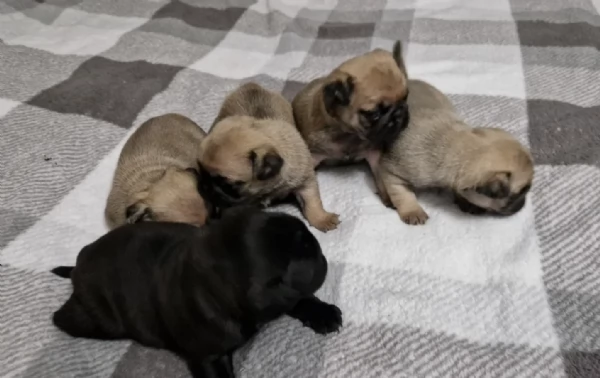 Bellissimi Cuccioli Carlino Toy Maschi e Femmine