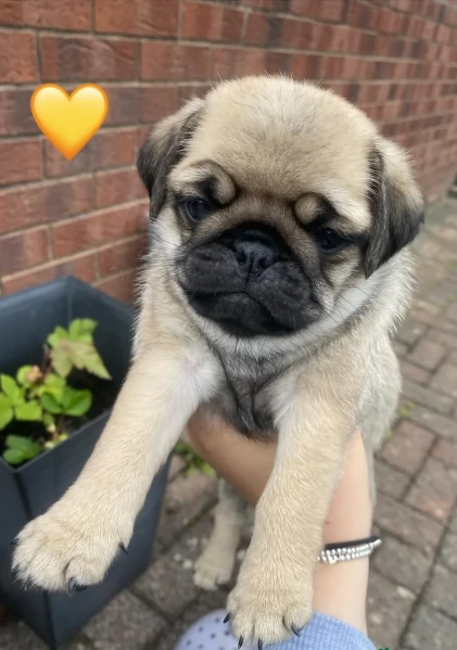 Bellissimi Cuccioli Carlino Toy Maschi e Femmine | Foto 2