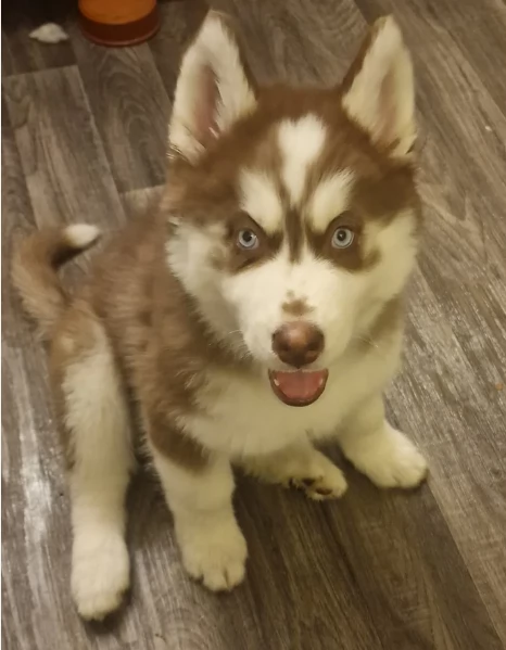 cucciolo di husky per adozione