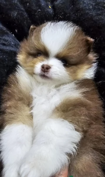 cucciolo di Pomeranian toy per adozione | Foto 3