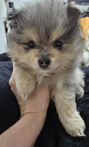 cucciolo di Pomeranian toy per adozione | Foto 2