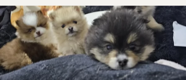 cucciolo di Pomeranian toy per adozione | Foto 1