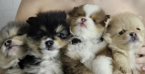 cucciolo di Pomeranian toy per adozione