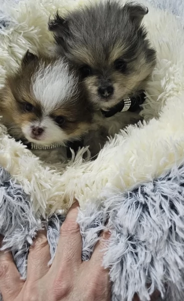 cucciolo di Pomeranian toy per adozione | Foto 0