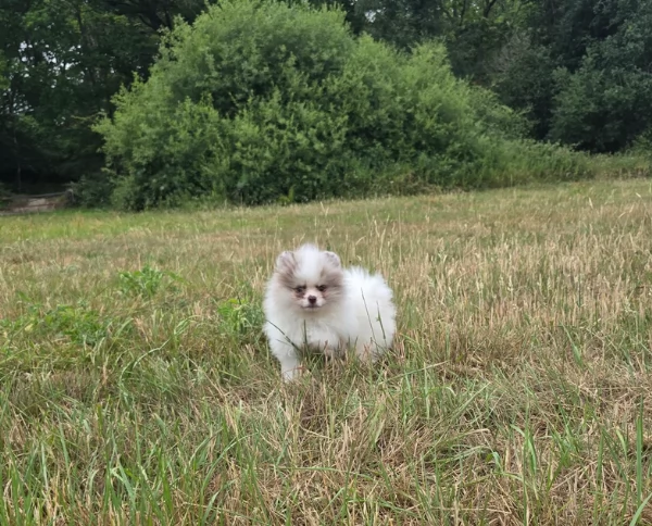 cucciolo di Pomeranian toy per adozione | Foto 5