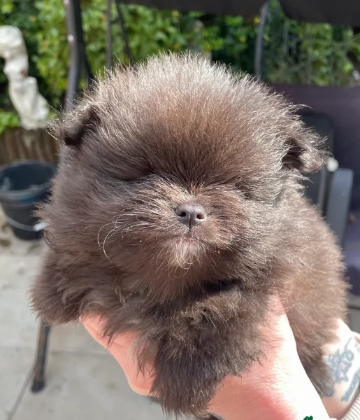 cucciolo di Pomeranian toy per adozione | Foto 2