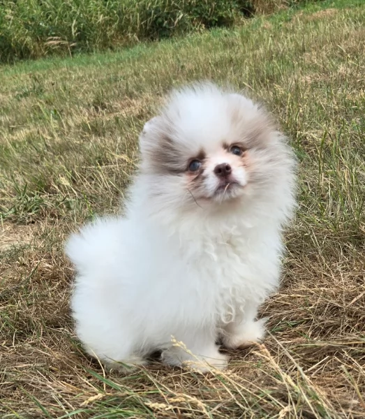 cucciolo di Pomeranian toy per adozione | Foto 1