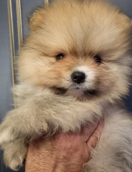 cucciolo di Pomeranian toy per adozione | Foto 3