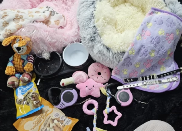 cucciolo di Pomeranian toy per adozione | Foto 6