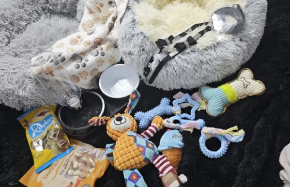 cucciolo di Pomeranian toy per adozione | Foto 5
