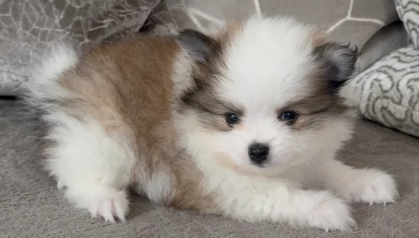 cucciolo di Pomeranian toy per adozione | Foto 0