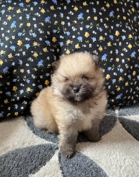 cucciolo di Pomeranian toy per adozione | Foto 4