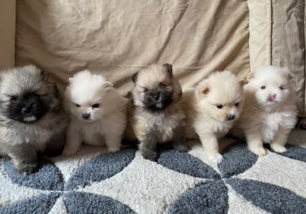 cucciolo di Pomeranian toy per adozione | Foto 2