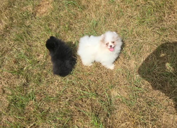 cucciolo di Pomeranian toy per adozione | Foto 6