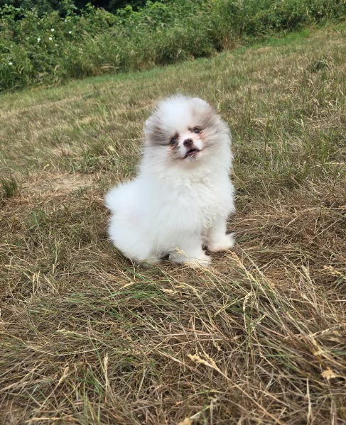 cucciolo di Pomeranian toy per adozione | Foto 5