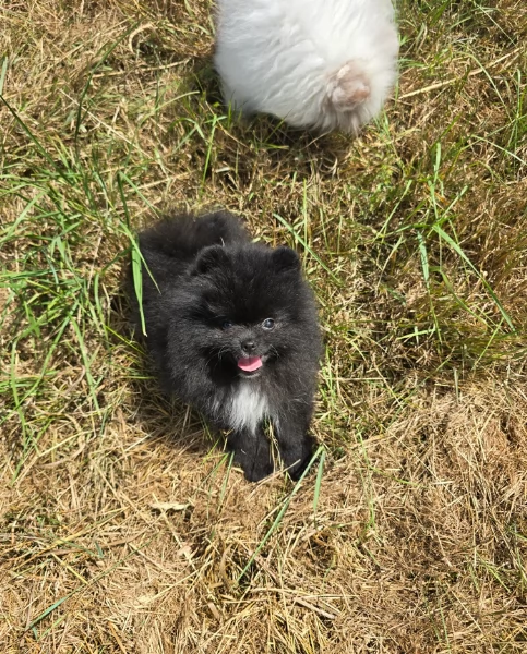 cucciolo di Pomeranian toy per adozione | Foto 4