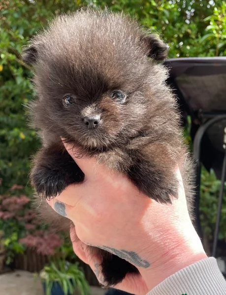 cucciolo di Pomeranian toy per adozione
