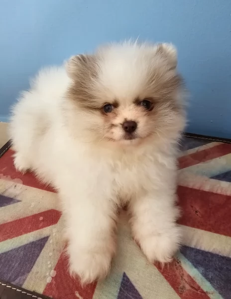 cucciolo di Pomeranian toy per adozione | Foto 2