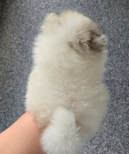 cucciolo di Pomeranian toy per adozione | Foto 0