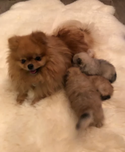 cucciolo di Pomeranian toy per adozione | Foto 6