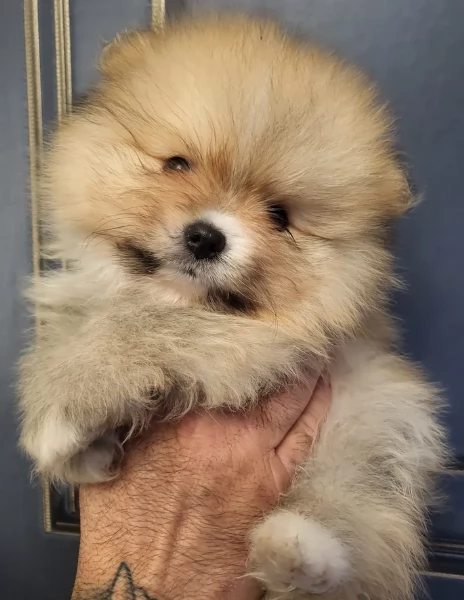 cucciolo di Pomeranian toy per adozione