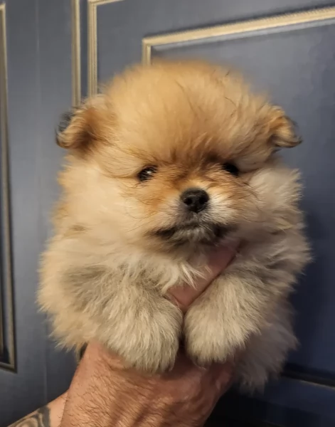 cucciolo di Pomeranian toy per adozione | Foto 6