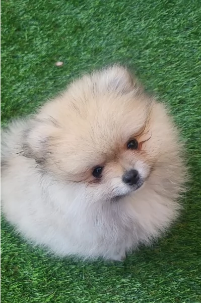 cucciolo di Pomeranian toy per adozione | Foto 5