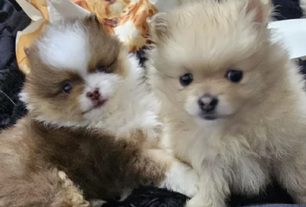 cucciolo di Pomeranian toy per adozione | Foto 3