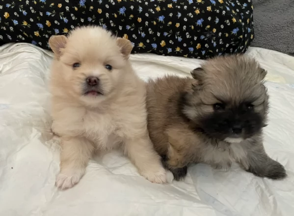 cucciolo di Pomeranian toy per adozione | Foto 2
