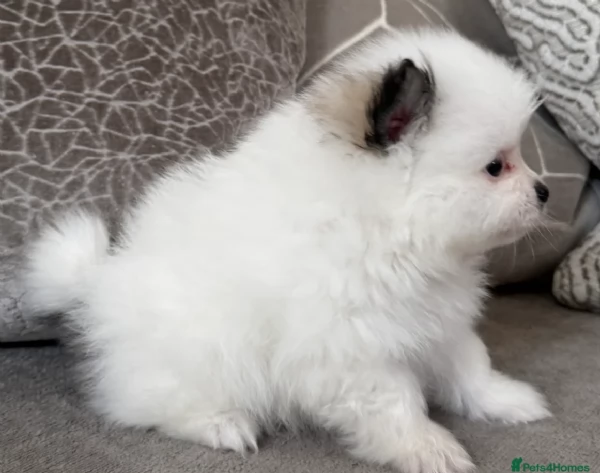 cucciolo di Pomeranian toy per adozione | Foto 1