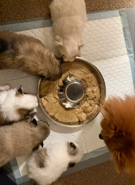 cucciolo di Pomeranian toy per adozione | Foto 6