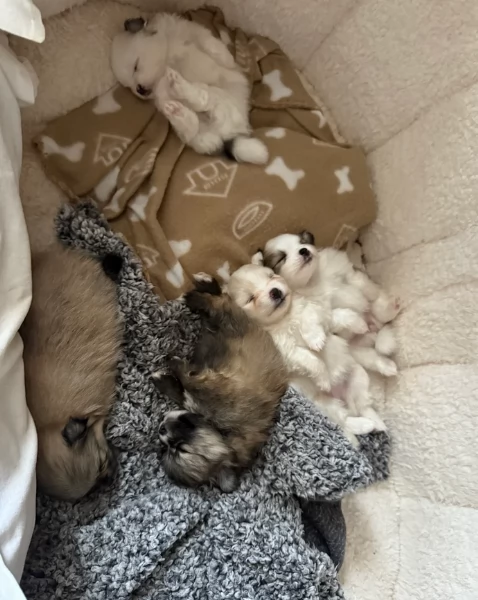 cucciolo di Pomeranian toy per adozione | Foto 5