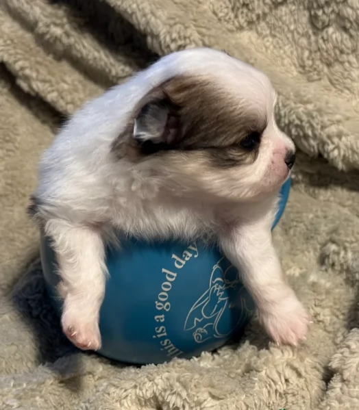 cucciolo di Pomeranian toy per adozione | Foto 4