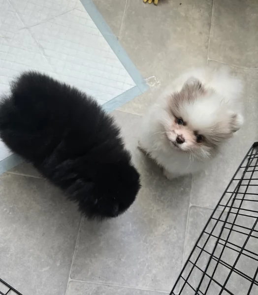 cucciolo di Pomeranian toy per adozione | Foto 0