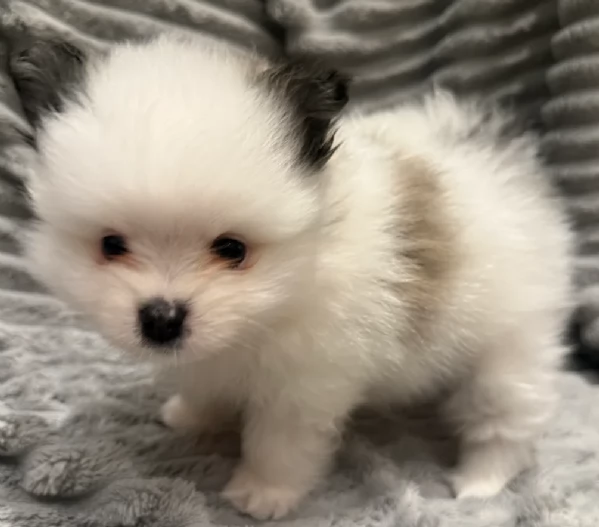cucciolo di Pomeranian toy per adozione | Foto 6
