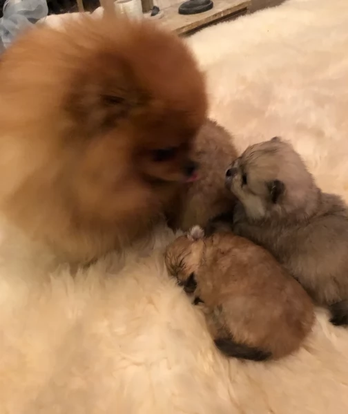 cucciolo di Pomeranian toy per adozione