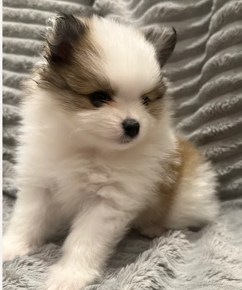 cucciolo di Pomeranian toy per adozione | Foto 3