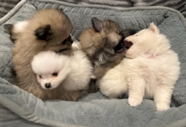 cucciolo di Pomeranian toy per adozione | Foto 2