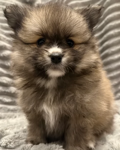 cucciolo di Pomeranian toy per adozione | Foto 1