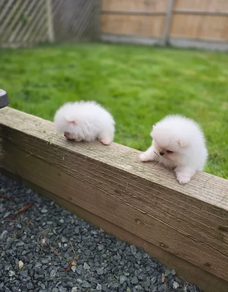 cucciolo di Pomeranian toy per adozione | Foto 6