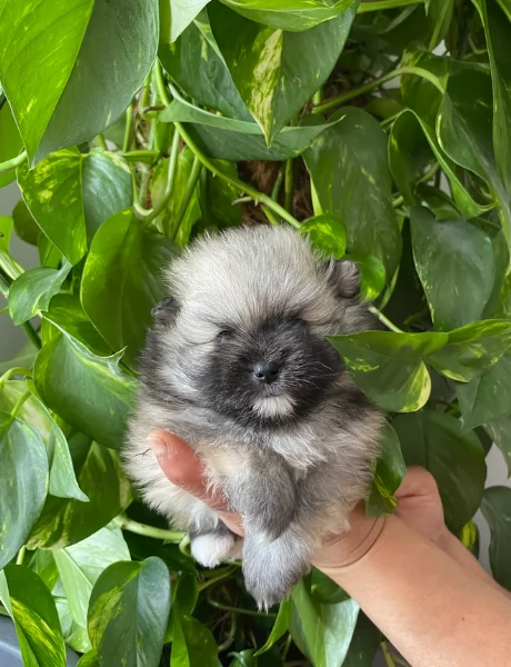 cucciolo di Pomeranian toy per adozione | Foto 6