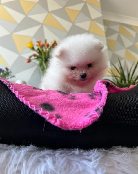 cucciolo di Pomeranian toy per adozione | Foto 1