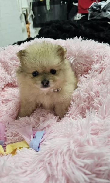 cucciolo di Pomeranian toy per adozione