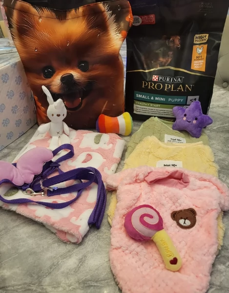 cucciolo di Pomeranian toy per adozione