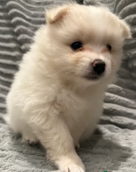cucciolo di Pomeranian toy per adozione | Foto 5