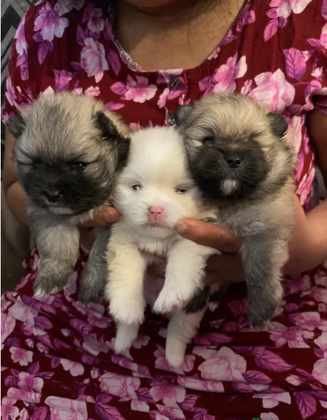 cucciolo di Pomeranian toy per adozione | Foto 2