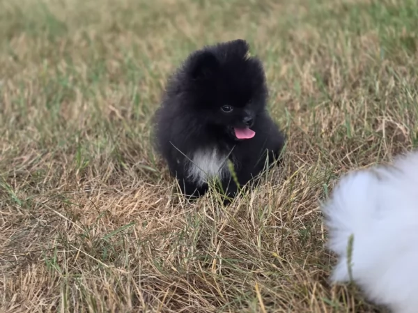 cucciolo di Pomeranian toy per adozione | Foto 6