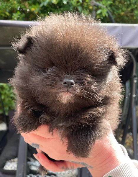cucciolo di Pomeranian toy per adozione | Foto 5