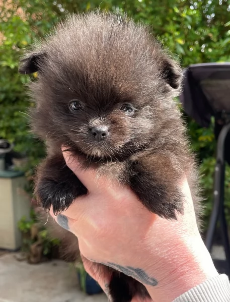 cucciolo di Pomeranian toy per adozione