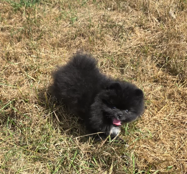 cucciolo di Pomeranian toy per adozione | Foto 2